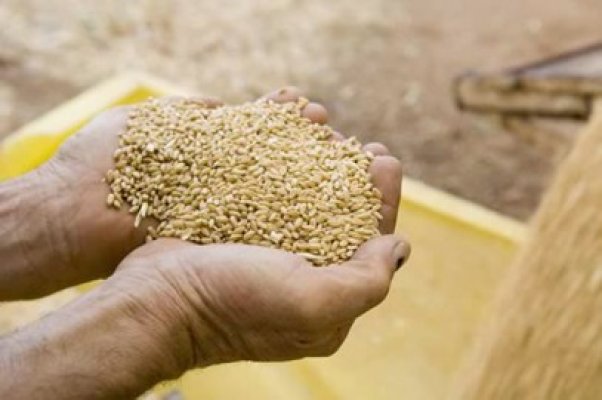 Producţiile de grâu şi rapiţă, afectate din cauza căldurii şi a secetei